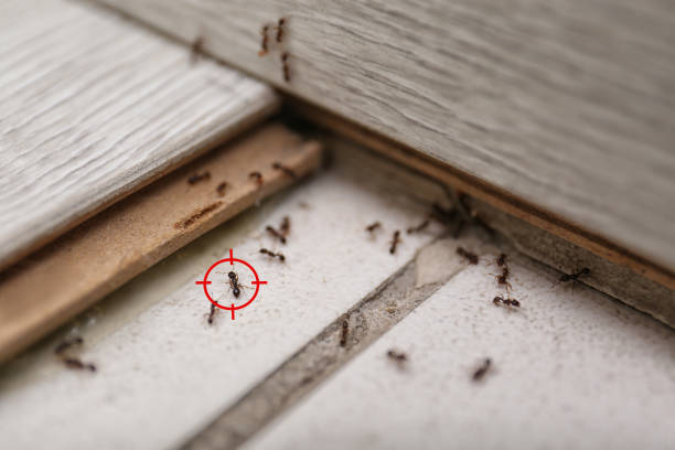 Best Affordable Exterminators  in Frontenac, KS